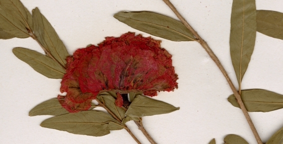 Punica granatum L. Erbario Anzalone, raccolta presso i Monti Parioli a Roma nel 1952