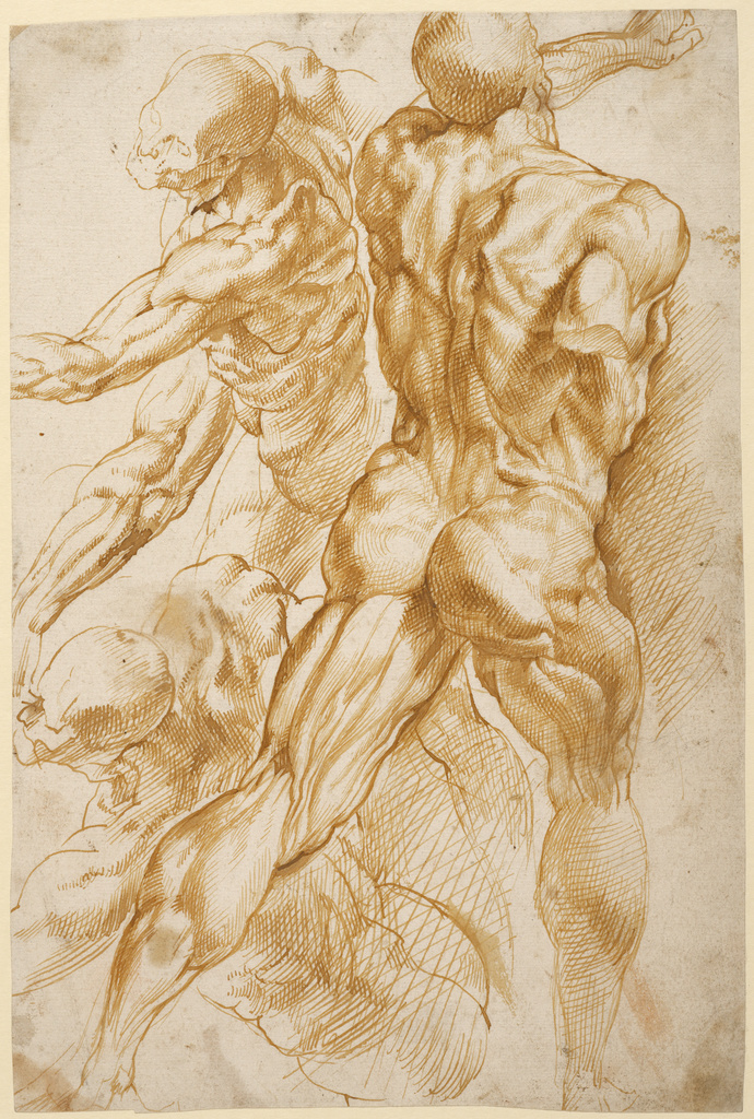 Peter Paul Rubens (Flemish, 1577 - 1640) Anatomical Studies, about 1600–1605 The J. Paul Getty Museum, Los Angeles