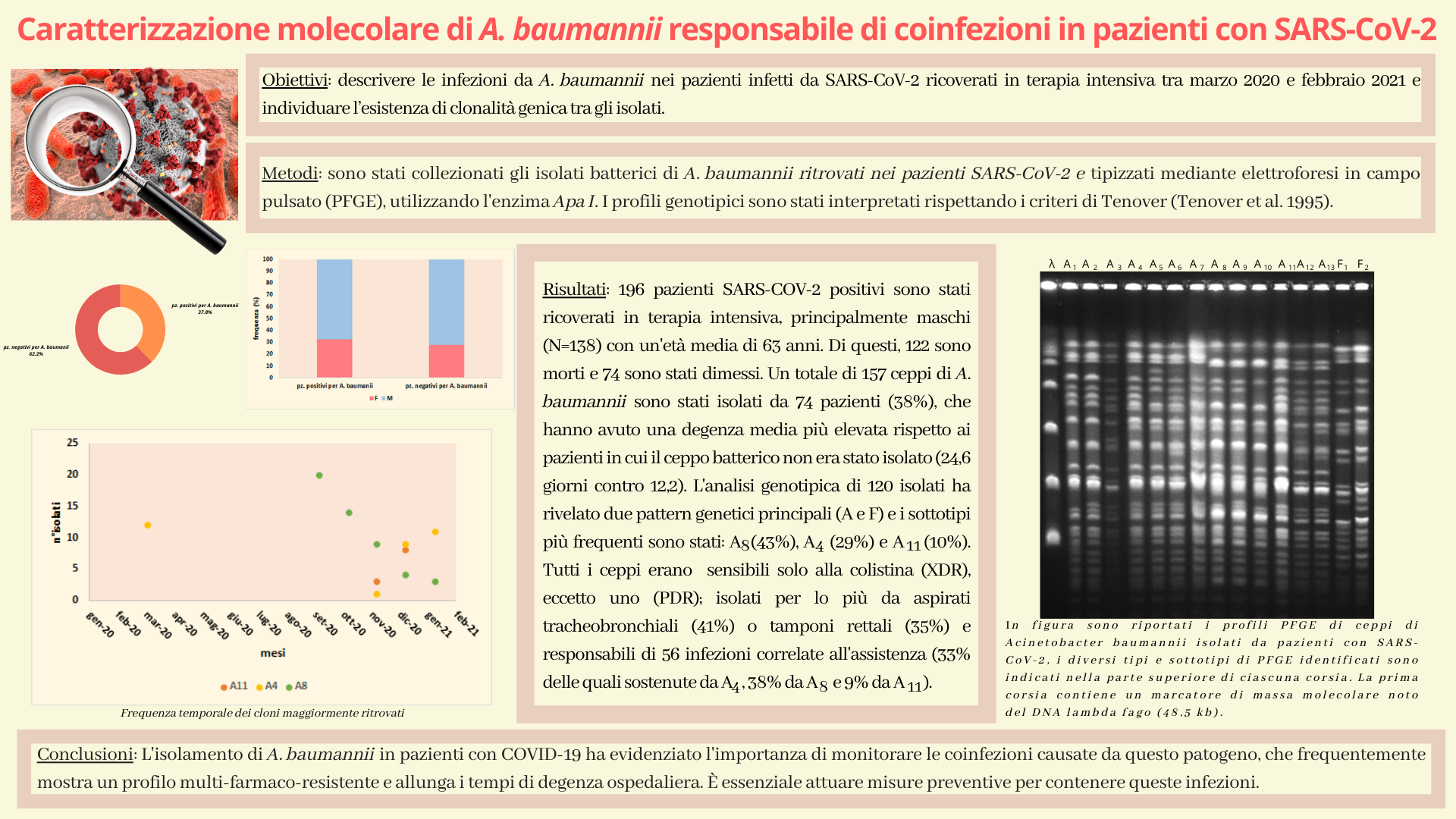 Caratterizzazione molecolare di A. baumannii responsabile di coinfezioni in pazienti con SARS-CoV-2