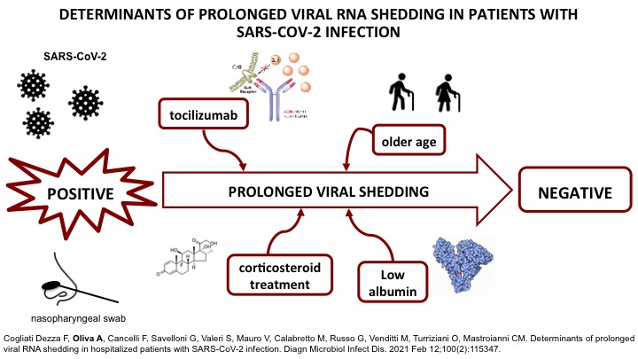 L’età, l’albumina sierica e il trattamento con corticosteroidi o tocilizumab influenzano in modo significativo la durata del rilascio di RNA virale.