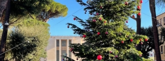 La foto mostra l'albero di Natale installato in città universitaria
