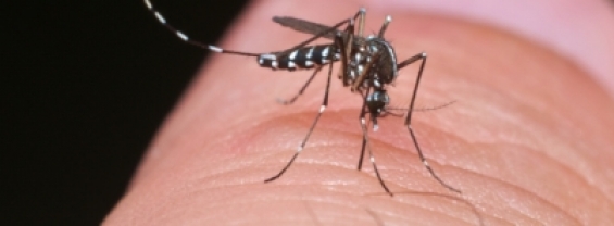 Conferenza finale dell' Aedes Invasive Mosquito Cost Action