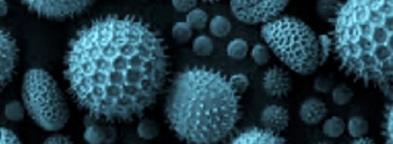 immagine di polline al microscopio