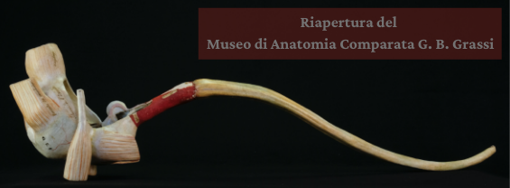 Il 29 marzo 2022: Riapre al pubblico il Museo di Anatomia Comparata