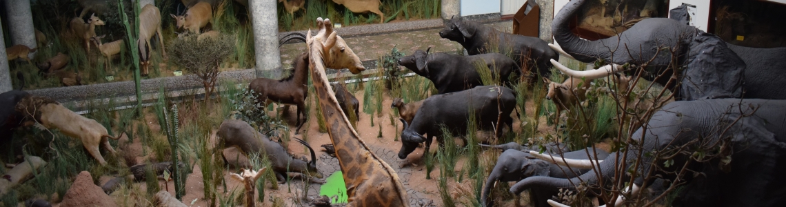 Interno del Museo di Storia Naturale di Maputo